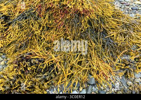 Geknotete Wracks (Ascophyllum nodosum), die bei Ebbe in Innvik (Stryn, Vestland) Norwegen ausgesetzt sind. Stockfoto