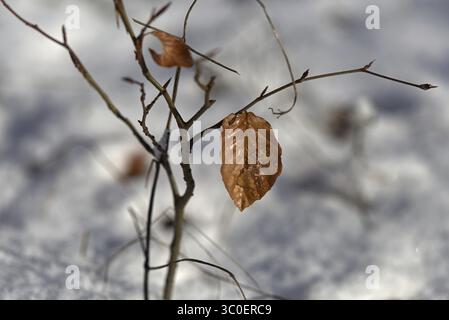 Braunes Buchenblatt (Fagus sylvatica) auf einem schneebedeckten Zweig im Winter, Siegen Stockfoto