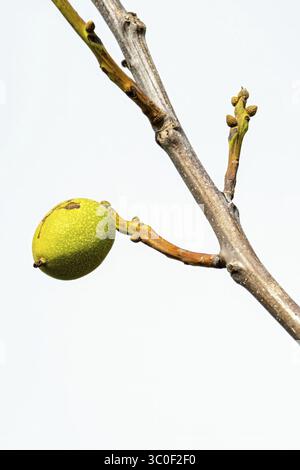 Junge Walnussfrüchte wachsen auf einem Zweig mit Knospen, isoliert auf weißem Hintergrund Stockfoto