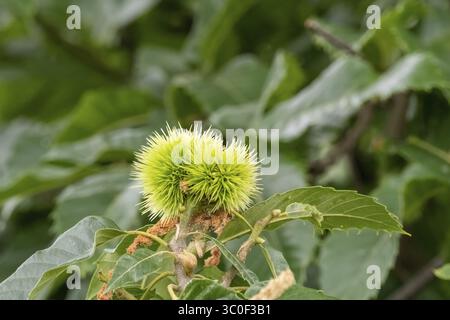 Nahaufnahme eines jungen, stacheligen Kastaniengrats, der auf einem Blattzweig wächst, zeigt die frühen Phasen der Kastanienentwicklung Stockfoto