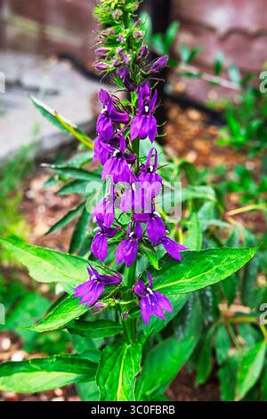 Eine leuchtende Kardinalblume (Lobelia cardinalis) zeigt ihre violetten Blüten. Diese einheimische Wildblume zieht Bestäuber wie Schmetterlinge an Stockfoto