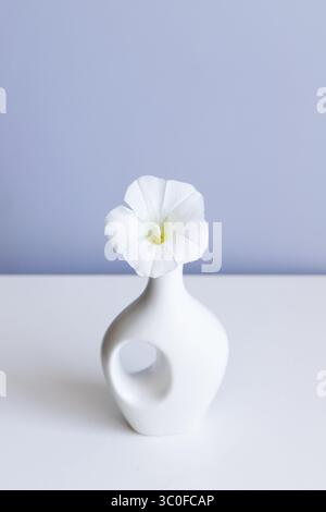 Weiße Vase und weiße Blume auf abstraktem hellblauem Hintergrund Stockfoto