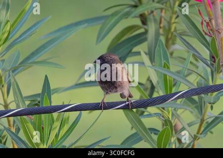 Schwarzer Grassquit (Tiaris bicolor), ein Mann, der auf einem Draht sitzt, Antigua, Westindien. Stockfoto