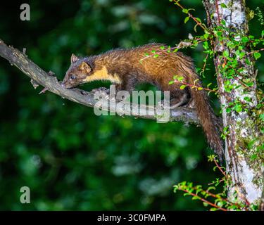 Kiefernmarder im Dyfi-Wald in Wales. Stockfoto