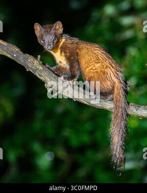 Kiefernmarder im Dyfi-Wald in Wales. Stockfoto