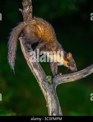 Kiefernmarder im Dyfi-Wald in Wales. Stockfoto