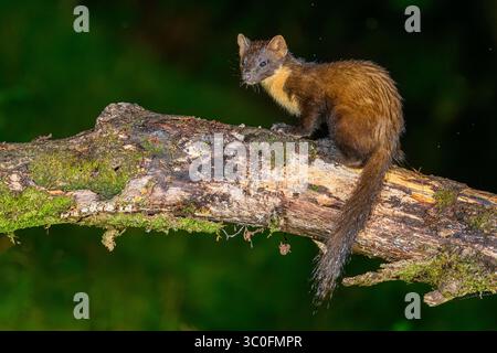 Kiefernmarder im Dyfi-Wald in Wales. Stockfoto