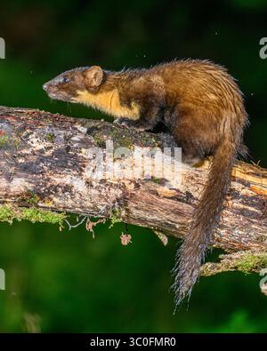 Kiefernmarder im Dyfi-Wald in Wales. Stockfoto
