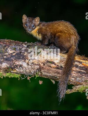 Kiefernmarder im Dyfi-Wald in Wales. Stockfoto