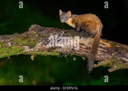Kiefernmarder im Dyfi-Wald in Wales. Stockfoto