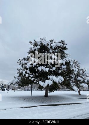 Ein großer, schneebedeckter immergrüner Baum dominiert eine ruhige Winterszene. Dicke Schichten von Neuschnee bedecken seine Äste und den umliegenden Boden. Stockfoto