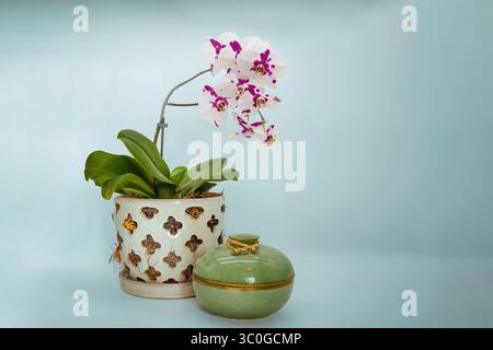 Stillleben einer Orchidee in voller Blüte mit Platz für Kopierraum. Stockfoto