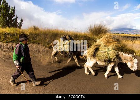 19. August 2015 – Cuatro Esquinas, Ecuador – BALTAZAR USHKA, El Ultimo Hielero del Chimborazo, ist der letzte eismann des Chimborazo-Vulkans. Er fährt zwei- bis dreimal die Woche mit seinen Eseln den Berg hinauf, um das Eis, das er später auf dem Riobamba-Markt verkauft, herunterzubringen. Er reißt riesige Eisblöcke aus dem Gletscher und schneidet sie dann in kleinere Stücke, die mit Gras geschützt werden, bevor sie auf die Esel geladen werden. Heutzutage muss Baltazar weiter den Berg hinauf gehen, um das Eis zu finden, während die globale Erwärmung den Gletscher schmilzt. (Kreditbild: © Dani Salva via ZUMA Wire) Stockfoto