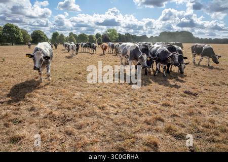 Kühe, die infolge der Hitzewelle und Dürre im Juli 2025 auf braunem, trockenem Gras weiden, Hungerford Common, Hungerford, Berkshire, England, Vereinigtes Ki Stockfoto
