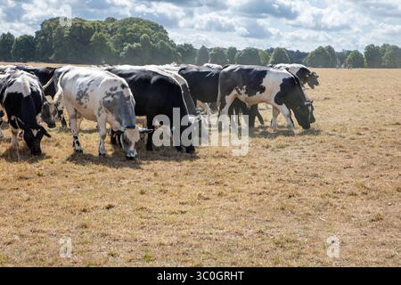 Kühe, die infolge der Hitzewelle und Dürre im Juli 2025 auf braunem, trockenem Gras weiden, Hungerford Common, Hungerford, Berkshire, England, Vereinigtes Ki Stockfoto