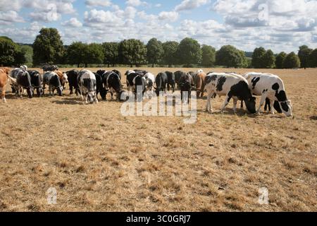 Kühe, die infolge der Hitzewelle und Dürre im Juli 2025 auf braunem, trockenem Gras weiden, Hungerford Common, Hungerford, Berkshire, England, Vereinigtes Ki Stockfoto