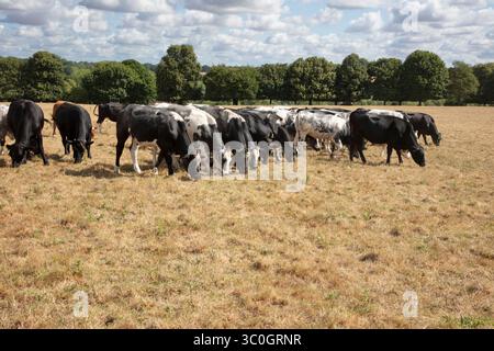 Kühe, die infolge der Hitzewelle und Dürre im Juli 2025 auf braunem, trockenem Gras weiden, Hungerford Common, Hungerford, Berkshire, England, Vereinigtes Ki Stockfoto