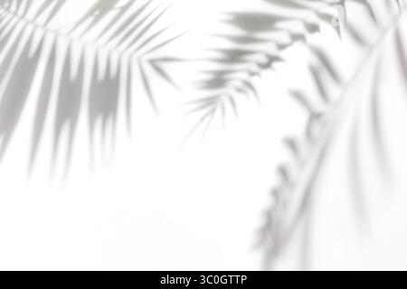 Schatten von den Blättern tropischer Bäume auf einer weißen Wand Stockfoto