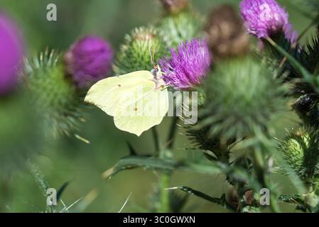 Schwefel Schmetterling auf Speerdistel lila Blumen Nahaufnahme selektiver Fokus Stockfoto