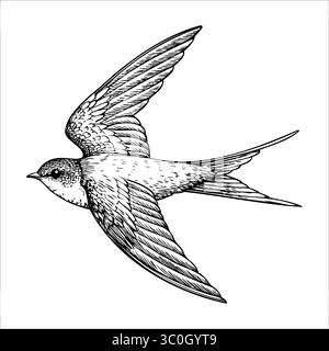 Eine detaillierte Darstellung eines fliegenden Schwalbenvogels. Der Vogel hat einen schlanken Körper, lange Flügel und einen gespaltenen Schwanz. Seine Federn sind aufwendig gemustert Stock Vektor