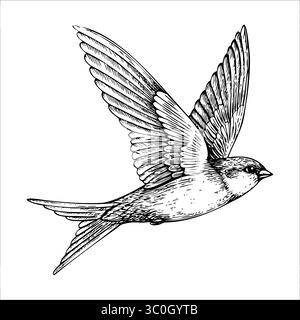 Eine detaillierte Darstellung eines fliegenden Schwalbenvogels. Der Vogel hat einen stromlinienförmigen Körper, lange Flügel und einen gespaltenen Schwanz, der seinen anmutigen Flug verdeutlicht. Stock Vektor