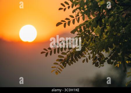 Grüne Blätter, die Äste zieren, beleuchtet von einem atemberaubenden orangen Sonnenaufgang, bieten einen atemberaubenden Blick auf die majestätischen Berge Stockfoto