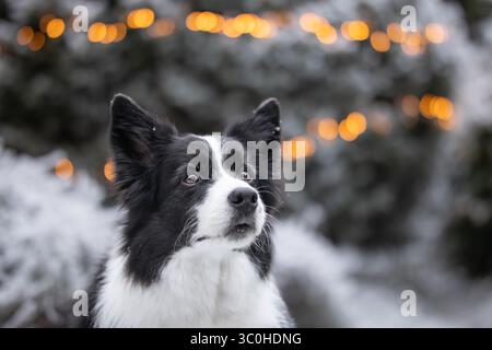 Furry Black and White Border Collie in Frost Nature mit Bokeh Lights. Flache Tiefe des Feldes von niedlichem Haustier draußen während der Wintersaison. Stockfoto