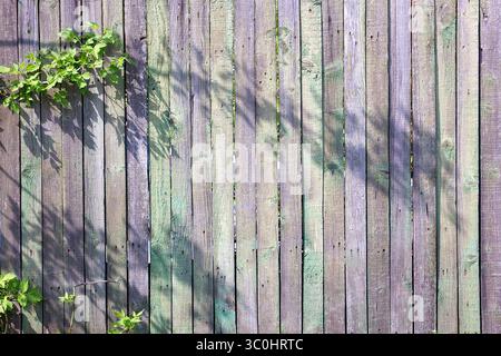 Grüne frische Blätter auf dem Hintergrund eines alten Holzzauns, bemalt mit Rosa und Farbe. Stockfoto