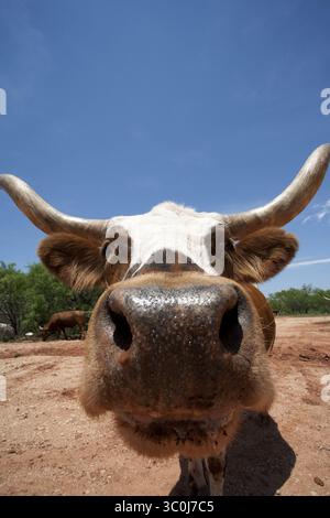 Februar 2012 – New York, New York, USA – Longhorn Cow Portrait, Nahaufnahme (Bild: © Novo Images/Glasshouse Via ZUMA Wire) Stockfoto