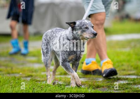 Australian Cattle Dog spaziert in einem Park an einem nassen und regnerischen Tag. Blue Heeler Australian Cattle Dog Nahaufnahme. Stockfoto