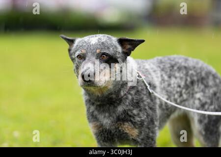 Australian Cattle Dog spaziert in einem Park an einem nassen und regnerischen Tag. Blue Heeler Australian Cattle Dog Nahaufnahme. Stockfoto