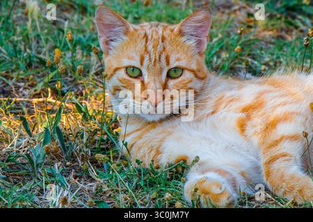 Eine Ingwerkatze mit auffälligen grünen Augen liegt bequem auf üppigem grünem Gras und genießt das warme Sonnenlicht in einer friedlichen Umgebung im Freien Stockfoto