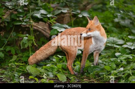Nahaufnahme eines süßen jungen Rotfuchses, der in einem Wald steht, Großbritannien. Stockfoto
