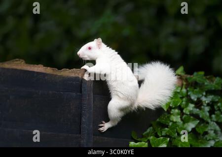 Ein Nahporträt eines albinograuen Eichhörnchens mit weißem Fell und rosa Augen auf einem Gartenzaun, Großbritannien. Stockfoto