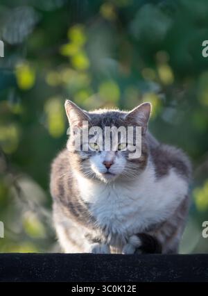 Nahaufnahme einer Tabbykatze, die auf einem Gartenschuppen-Dach sitzt, Großbritannien. Stockfoto