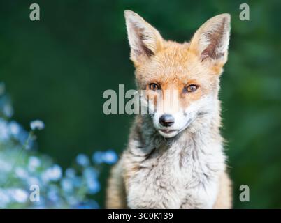 Nahaufnahme eines niedlichen Rotfuchses in einem Garten, mit blühenden Vergissmeinsblumen im Hintergrund, Großbritannien. Stockfoto