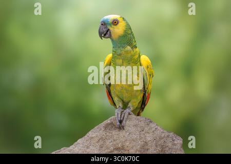 Amazonas mit Türkis oder amazonas mit blauer Front, Pied Mutation? Amazona aestiva Stockfoto