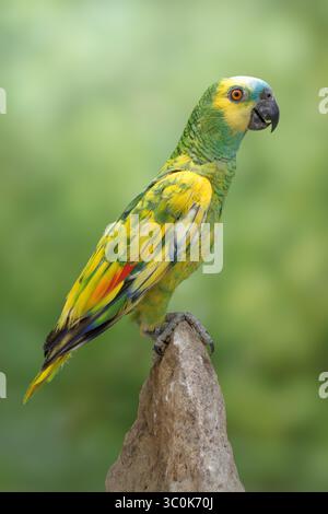 Amazonas mit Türkis oder amazonas mit blauer Front, Pied Mutation? Amazona aestiva Stockfoto