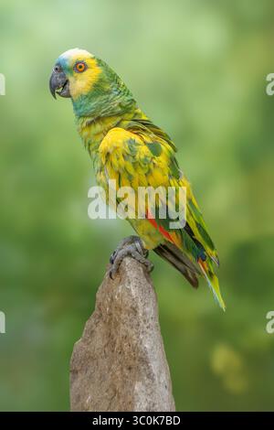 Amazonas mit Türkis oder amazonas mit blauer Front, Pied Mutation? Amazona aestiva Stockfoto
