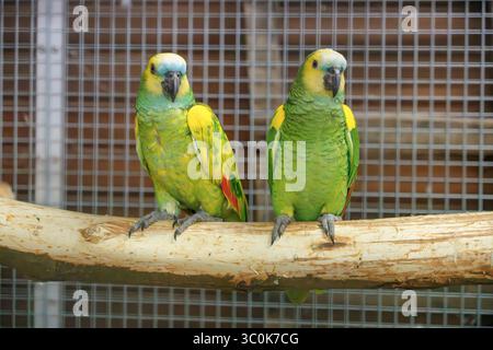 Amazonas mit Türkis oder amazonas mit blauer Front, Pied Mutation? Amazona aestiva Stockfoto