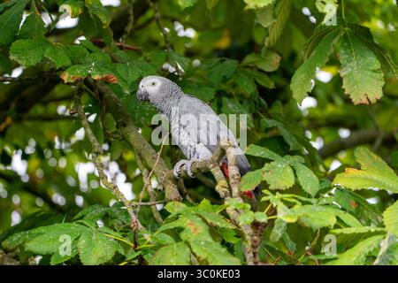 Graupapagei, Psittacus erithacus Stockfoto