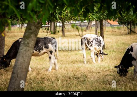 Ruhige schwarz-weiße Milchkühe weiden friedlich in einem sonnendurchfluteten Obstgarten, der nachhaltige Landwirtschaft und natürliche Schönheit verkörpert. Stockfoto