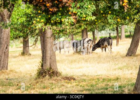 Eine ruhige Gruppe von Kühen weidet friedlich unter Obstbäumen in einem sonnendurchfluteten Obstgarten und fängt das Wesen des ländlichen Lebens und der nachhaltigen Landwirtschaft ein. Stockfoto