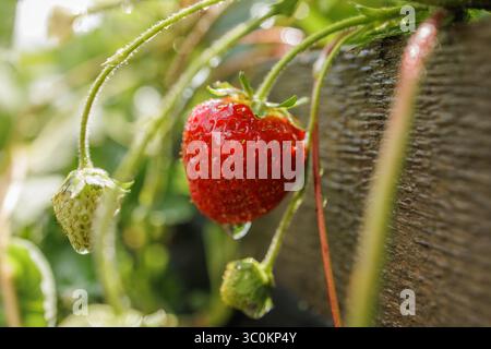 Makroaufnahme von Reifen Erdbeeren mit Tau auf Öko-Farm, frische Bio-Beerenernte im Sommergarten, natürliches gesundes Essen Stockfoto