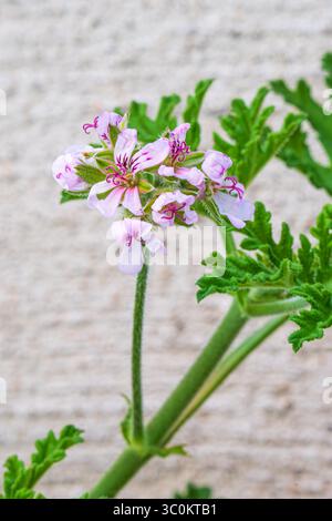 Citronell Pflanze in Blüte, Pelargonium citrosum, Duftgeranium ist eine mehrjährige Pflanze, die als Mückenschutzmittel vermarktet wird Stockfoto