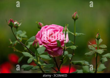 Schöne Rosenblüte in voller Blüte, unter geschlossenen Knospen. Naturschönheitskonzept. Stockfoto