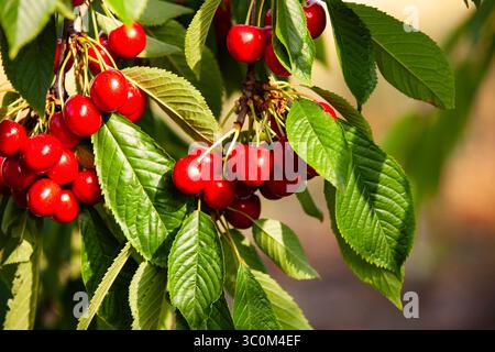Reife rote Kirschen hängen an einem Baumzweig mit grünen Blättern. Saftige Kirschen, die im Sommergarten wachsen, lebendige Natur aus nächster Nähe. Stockfoto