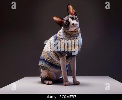 Eine Sphynx-Katze sitzt auf einer weißen Oberfläche und trägt einen blau-grauen Strickpullover. Die Katze hat ein faltiges, haarloses Gesicht und große, spitze Ohren. Es ist klo Stockfoto