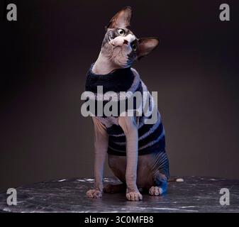 Eine Sphynx-Katze sitzt auf einer grauen Marmoroberfläche und trägt einen blau-weiß gestreiften Strickpullover. Die Katze hat ein hellgraues und braunes Fell, große Ohren und ein Stockfoto