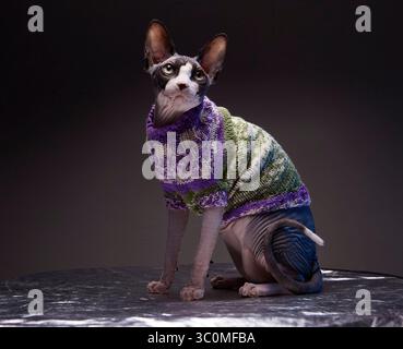 Eine Sphynx-Katze sitzt königlich auf einer reflektierenden Oberfläche und trägt einen Strickpullover. Die Katze hat ein graues und schwarzes Fell, rosa Ohren und ein weißes Gesicht. Der Schweiß Stockfoto